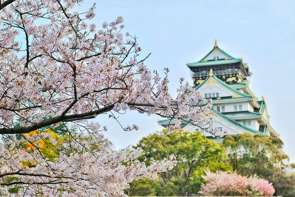Blossoming cherry tree in front of Chinese pagoda